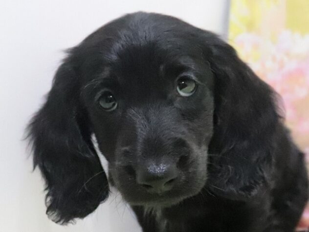 大阪府のカニンヘンダックスフンド(ロング) (アミーゴ鳳店/2026年2月14日生まれ/男の子/ブラックリゾット)の子犬の3枚目の画像