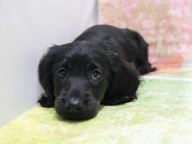 大阪府のカニンヘンダックスフンド(ロング) (アミーゴ鳳店/2026年2月14日生まれ/男の子/ブラックリゾット)の子犬の4枚目の画像