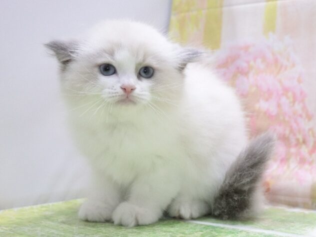 大阪府のラグドール (アミーゴ鳳店/2026年2月14日生まれ/男の子/ブルーポイントバイカラー)の子猫の2枚目の画像