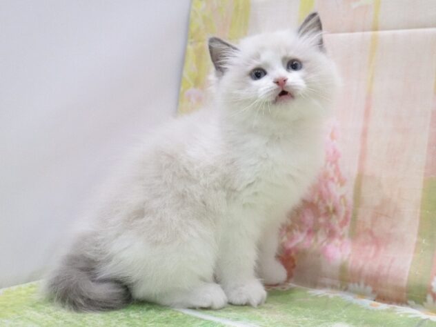 大阪府のラグドール (アミーゴ鳳店/2026年2月14日生まれ/男の子/ブルーポイントバイカラー)の子猫の3枚目の画像