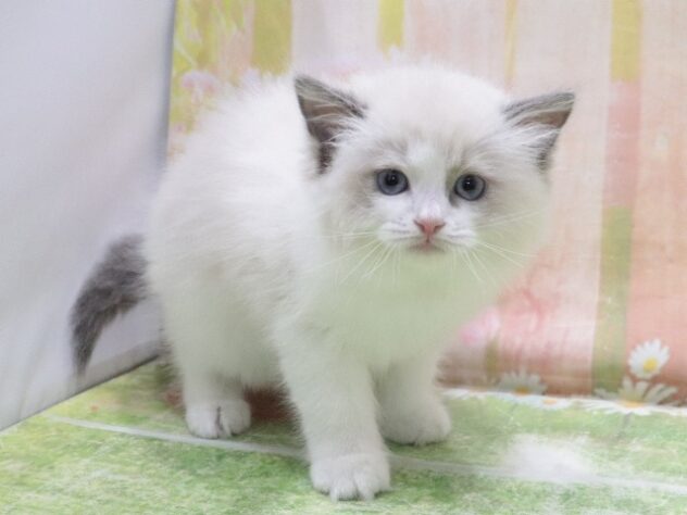 大阪府のラグドール (アミーゴ鳳店/2026年2月14日生まれ/男の子/ブルーポイントバイカラー)の子猫の4枚目の画像