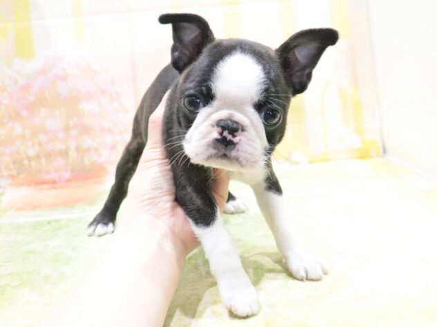 大阪府のボストンテリア (アミーゴ鳳店/2026年2月23日生まれ/女の子/ボストンカラー)の子犬の2枚目の画像