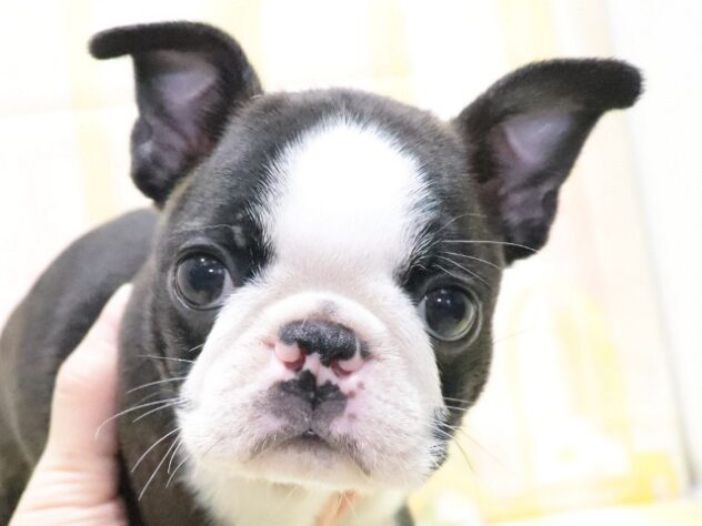 大阪府のボストンテリア (アミーゴ鳳店/2026年2月23日生まれ/女の子/ボストンカラー)の子犬の3枚目の画像