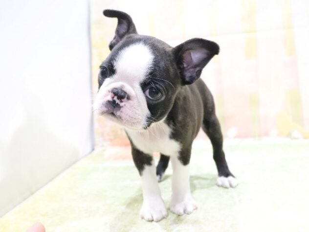 大阪府のボストンテリア (アミーゴ鳳店/2026年2月23日生まれ/女の子/ボストンカラー)の子犬の4枚目の画像