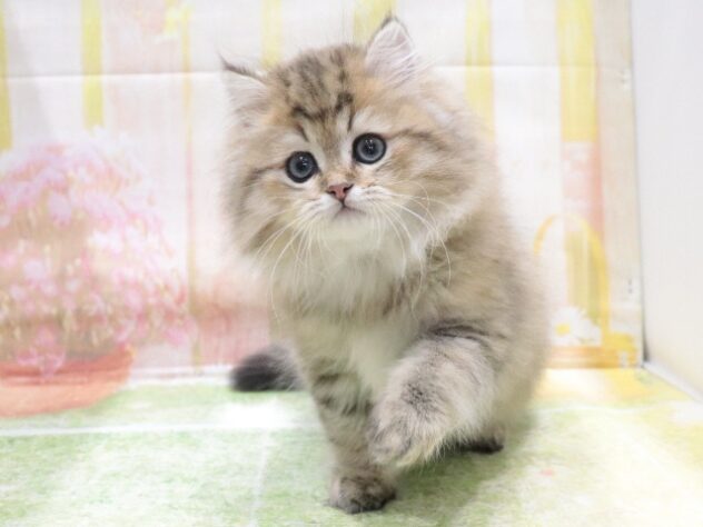 大阪府のペルシャ (アミーゴ鳳店/2026年2月11日生まれ/男の子/ブルーチンチラゴールデン)の子猫の2枚目の画像