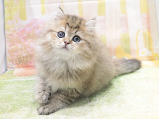 大阪府のペルシャ (アミーゴ鳳店/2026年2月11日生まれ/男の子/ブルーチンチラゴールデン)の子猫の3枚目の画像