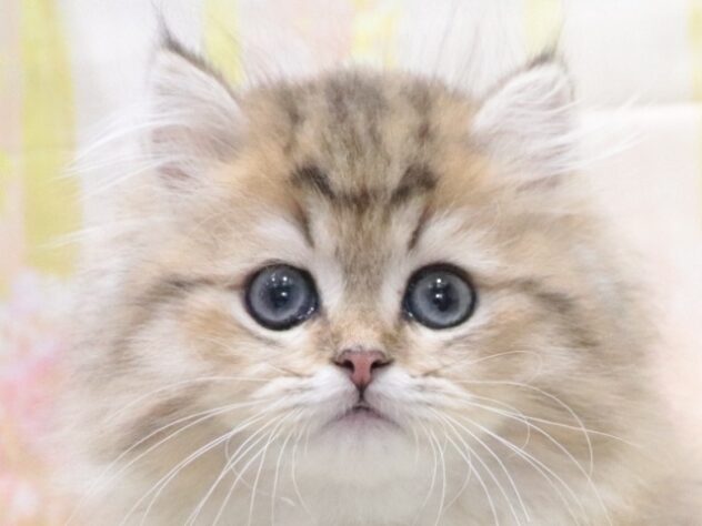 大阪府のペルシャ (アミーゴ鳳店/2026年2月11日生まれ/男の子/ブルーチンチラゴールデン)の子猫の4枚目の画像