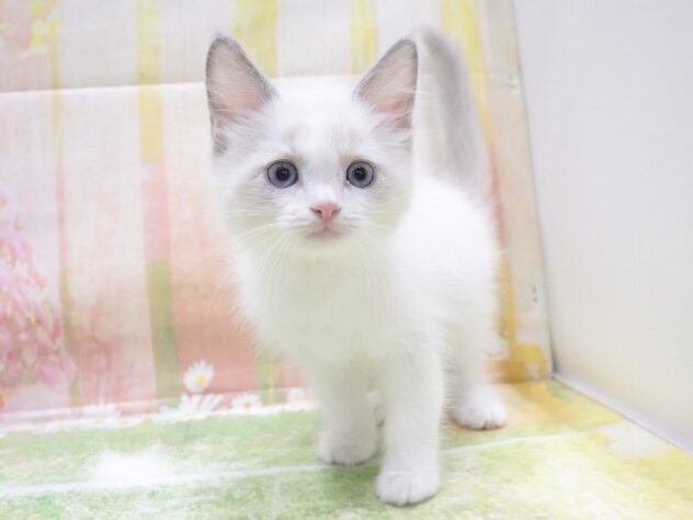 大阪府のラグドール (アミーゴ鳳店/2026年2月22日生まれ/男の子/ブルーポイントバイカラー)の子猫の2枚目の画像