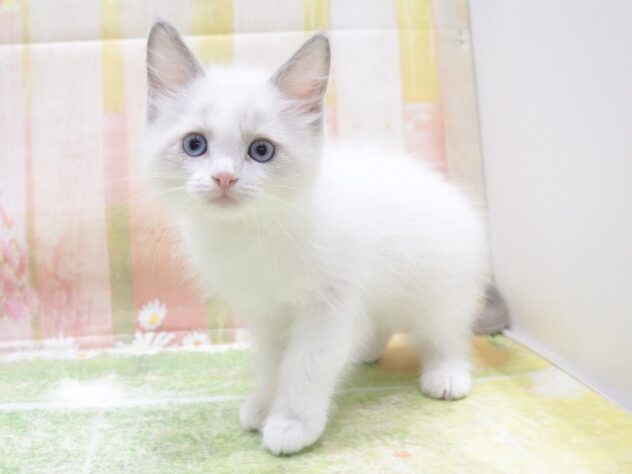 大阪府のラグドール (アミーゴ鳳店/2026年2月22日生まれ/男の子/ブルーポイントバイカラー)の子猫の3枚目の画像