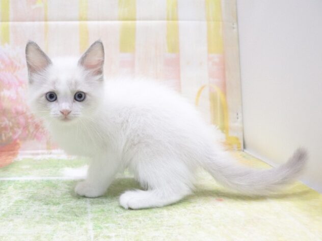 大阪府のラグドール (アミーゴ鳳店/2026年2月22日生まれ/男の子/ブルーポイントバイカラー)の子猫の4枚目の画像