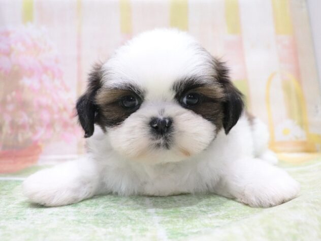 大阪府のシーズー (アミーゴ鳳店/2026年2月20日生まれ/男の子/ゴールドホワイト)の子犬の2枚目の画像