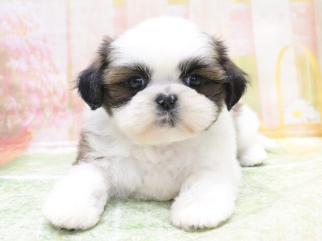 大阪府のシーズー (アミーゴ鳳店/2026年2月20日生まれ/男の子/ゴールドホワイト)の子犬の3枚目の画像