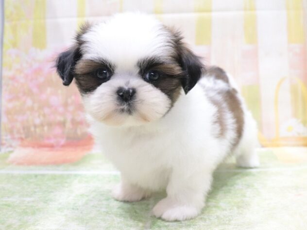 大阪府のシーズー (アミーゴ鳳店/2026年2月20日生まれ/男の子/ゴールドホワイト)の子犬の4枚目の画像