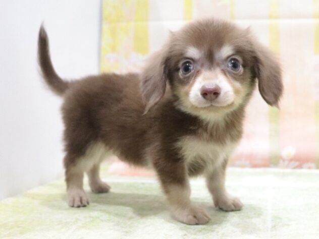 大阪府のハーフ犬・ミックス犬 (アミーゴ鳳店/2026年2月25日生まれ/男の子/チョコレートクリーム)の子犬の2枚目の画像