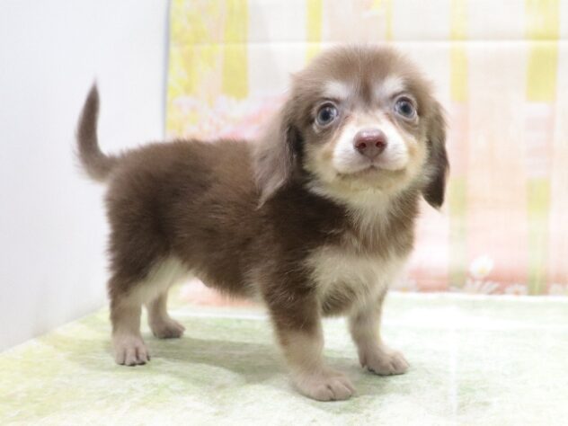 大阪府のハーフ犬・ミックス犬 (アミーゴ鳳店/2026年2月25日生まれ/男の子/チョコレートクリーム)の子犬の3枚目の画像