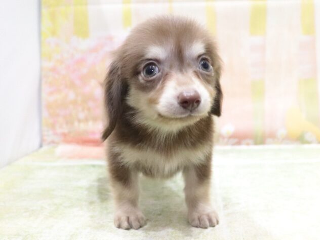 大阪府のハーフ犬・ミックス犬 (アミーゴ鳳店/2026年2月25日生まれ/男の子/チョコレートクリーム)の子犬の4枚目の画像