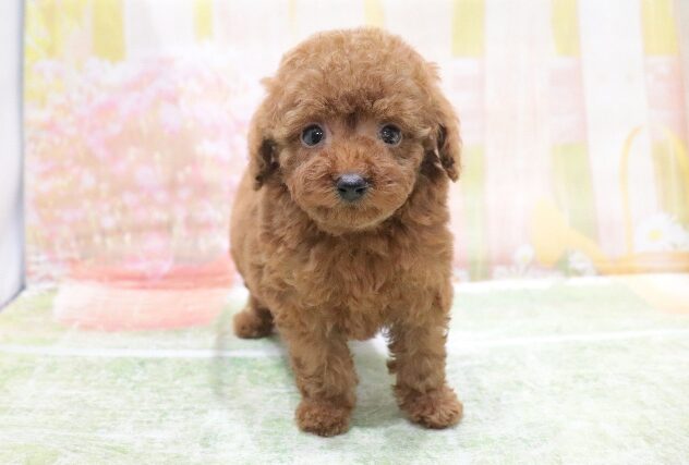 大阪府のトイプードル(トイ) (アミーゴ鳳店/2026年3月1日生まれ/女の子/レッド)の子犬の2枚目の画像