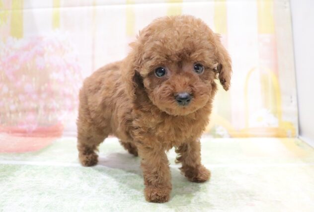 大阪府のトイプードル(トイ) (アミーゴ鳳店/2026年3月1日生まれ/女の子/レッド)の子犬の3枚目の画像