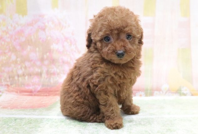 大阪府のトイプードル(トイ) (アミーゴ鳳店/2026年3月1日生まれ/女の子/レッド)の子犬の4枚目の画像