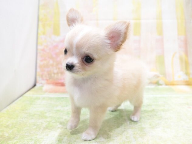 大阪府のチワワ(ロング) (アミーゴ鳳店/2026年2月5日生まれ/女の子/レッド)の子犬の4枚目の画像