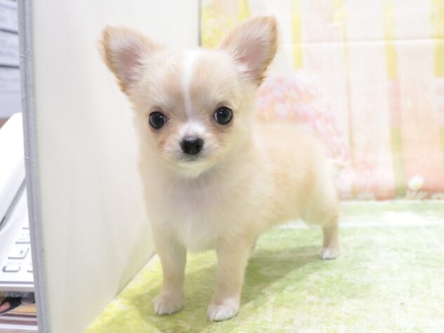 大阪府のチワワ(ロング) (アミーゴ鳳店/2026年2月5日生まれ/女の子/レッド)の子犬の2枚目の画像