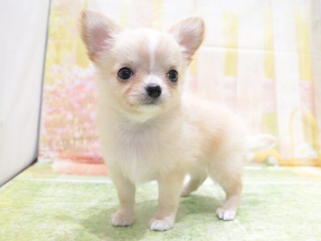 大阪府のチワワ(ロング) (アミーゴ鳳店/2026年2月5日生まれ/女の子/レッド)の子犬の3枚目の画像