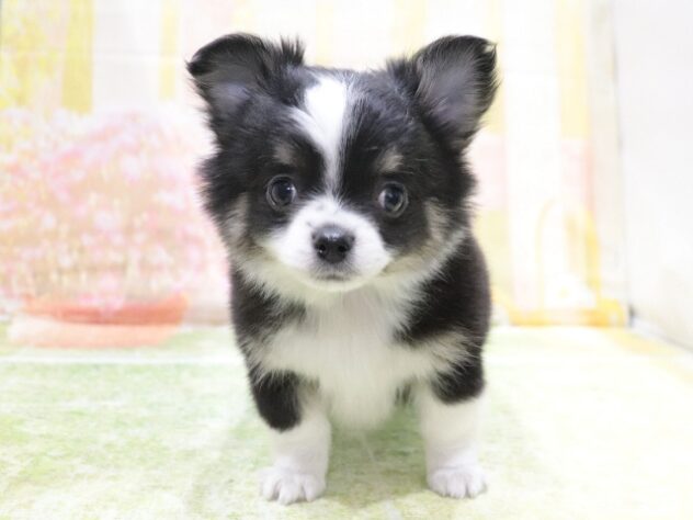 大阪府のチワワ(ロング) (アミーゴ鳳店/2026年2月3日生まれ/男の子/ブラックタン)の子犬の4枚目の画像