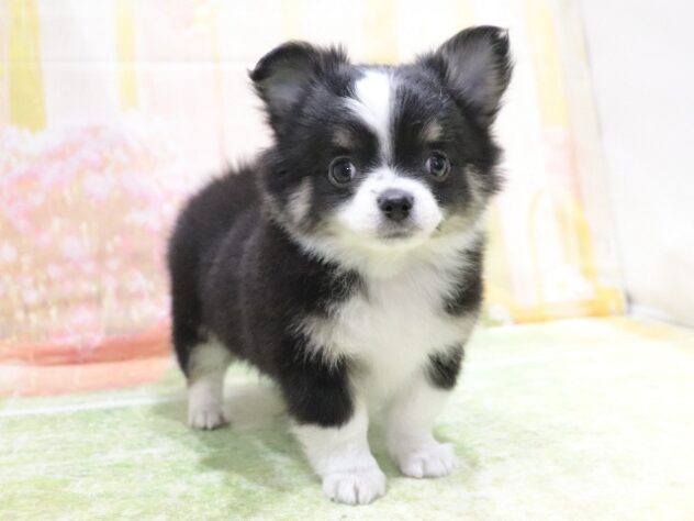 大阪府のチワワ(ロング) (アミーゴ鳳店/2026年2月3日生まれ/男の子/ブラックタン)の子犬の3枚目の画像