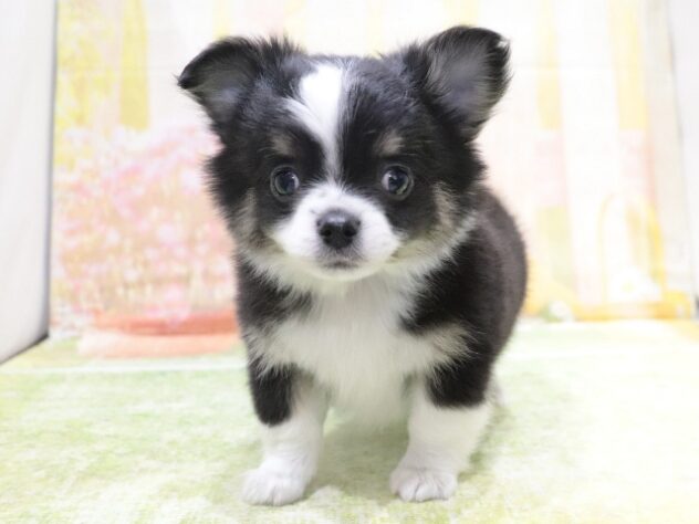 大阪府のチワワ(ロング) (アミーゴ鳳店/2026年2月3日生まれ/男の子/ブラックタン)の子犬の2枚目の画像