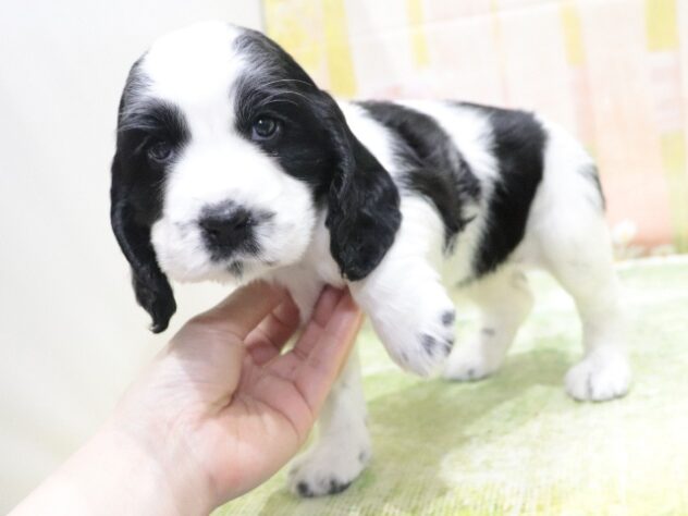 大阪府のイングリッシュコッカースパニエル (アミーゴ鳳店/2026年2月4日生まれ/女の子/ブラックホワイト)の子犬の2枚目の画像