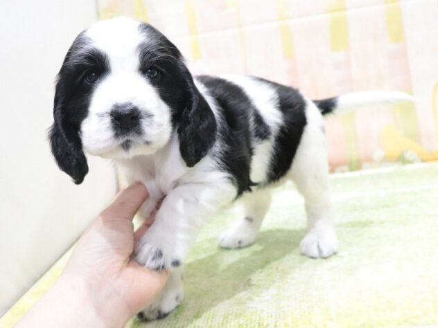 大阪府のイングリッシュコッカースパニエル (アミーゴ鳳店/2026年2月4日生まれ/女の子/ブラックホワイト)の子犬の4枚目の画像