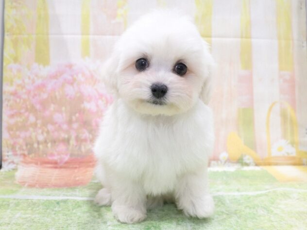 大阪府のハーフ犬・ミックス犬 (アミーゴ鳳店/2026年1月30日生まれ/男の子/ホワイト)の子犬の3枚目の画像