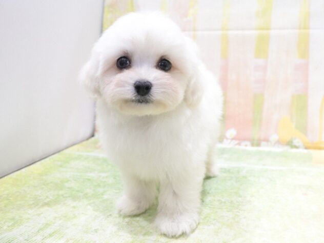 大阪府のハーフ犬・ミックス犬 (アミーゴ鳳店/2026年1月30日生まれ/男の子/ホワイト)の子犬の2枚目の画像