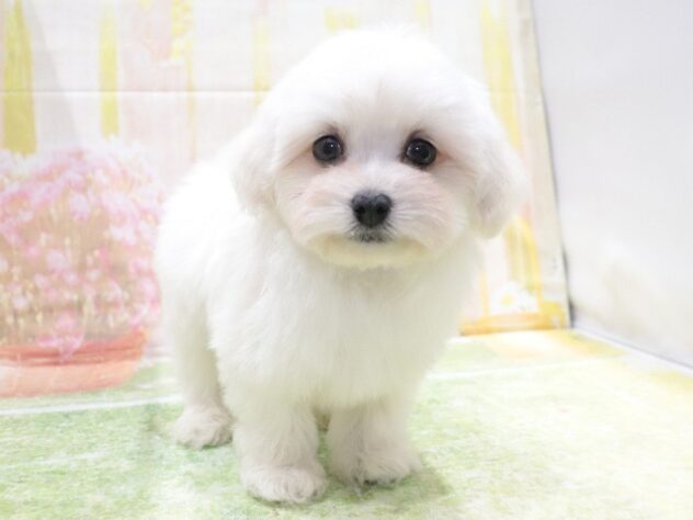 大阪府のハーフ犬・ミックス犬 (アミーゴ鳳店/2026年1月30日生まれ/男の子/ホワイト)の子犬の4枚目の画像