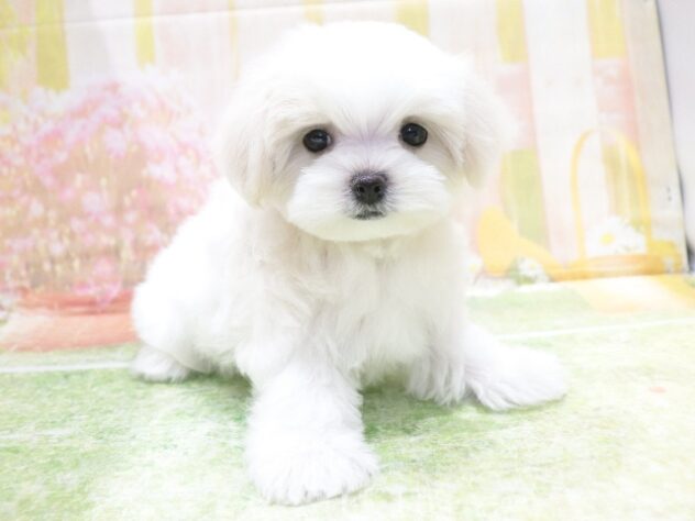 大阪府のマルチーズ (アミーゴ鳳店/2026年1月30日生まれ/女の子/ホワイト)の子犬の2枚目の画像