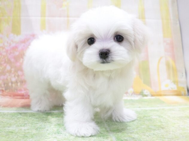 大阪府のマルチーズ (アミーゴ鳳店/2026年1月30日生まれ/女の子/ホワイト)の子犬の3枚目の画像