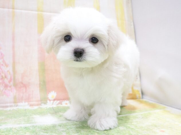 大阪府のマルチーズ (アミーゴ鳳店/2026年1月30日生まれ/女の子/ホワイト)の子犬の4枚目の画像