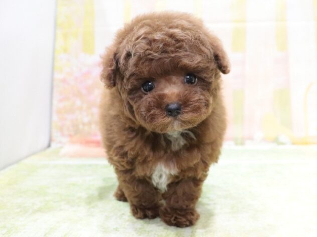 大阪府のトイプードル(トイ) (アミーゴ鳳店/2026年2月5日生まれ/男の子/レッドフォーン)の子犬の4枚目の画像