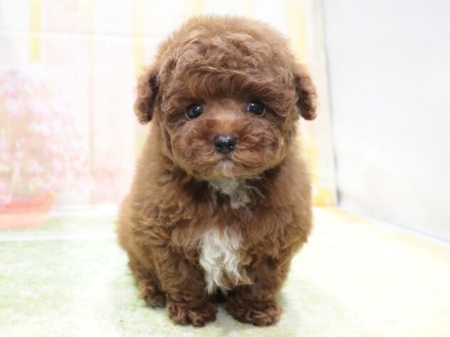 大阪府のトイプードル(トイ) (アミーゴ鳳店/2026年2月5日生まれ/男の子/レッドフォーン)の子犬の2枚目の画像