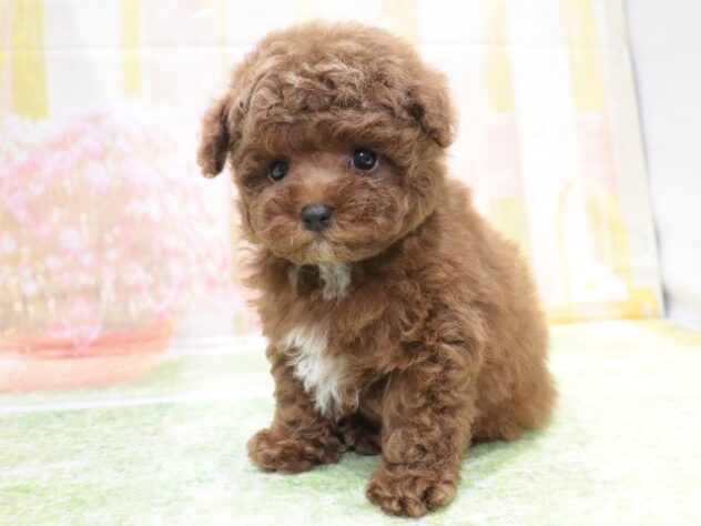 大阪府のトイプードル(トイ) (アミーゴ鳳店/2026年2月5日生まれ/男の子/レッドフォーン)の子犬の3枚目の画像