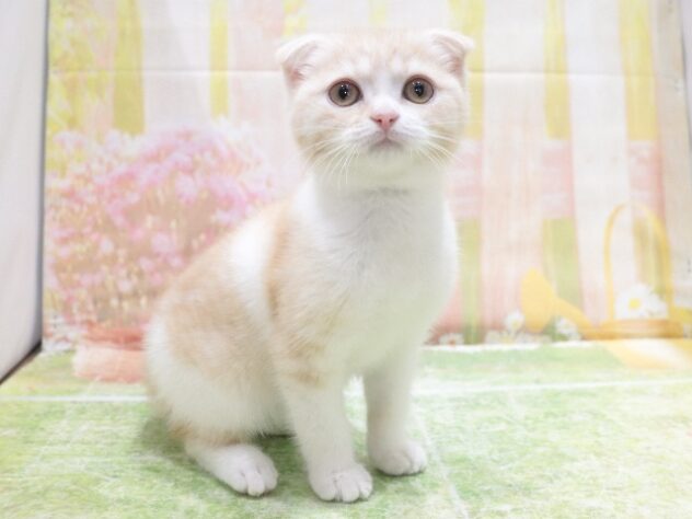 大阪府のスコティッシュフォールド (アミーゴ鳳店/2026年2月5日生まれ/女の子/レッドタビーホワイト)の子猫の4枚目の画像