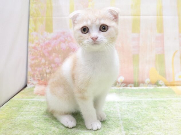 大阪府のスコティッシュフォールド (アミーゴ鳳店/2026年2月5日生まれ/女の子/レッドタビーホワイト)の子猫の3枚目の画像