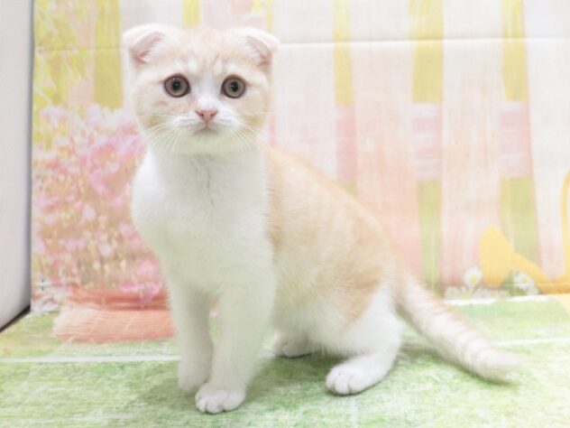 大阪府のスコティッシュフォールド (アミーゴ鳳店/2026年2月5日生まれ/女の子/レッドタビーホワイト)の子猫の2枚目の画像