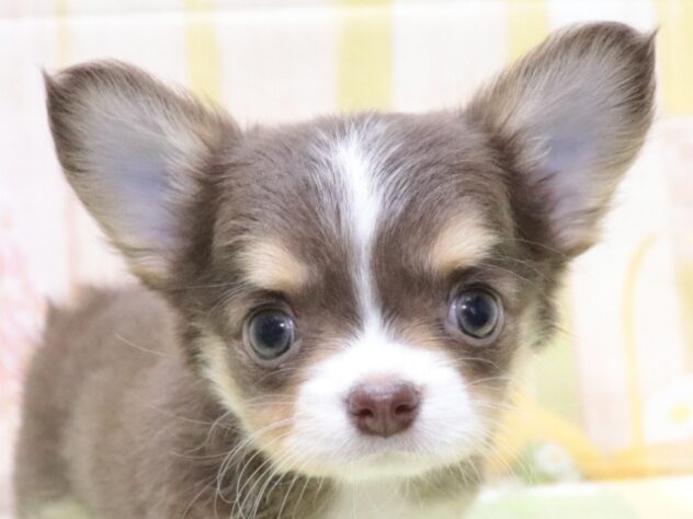 大阪府のチワワ(ロング) (アミーゴ鳳店/2026年2月9日生まれ/女の子/チョコレートタンホワイト)の子犬の2枚目の画像