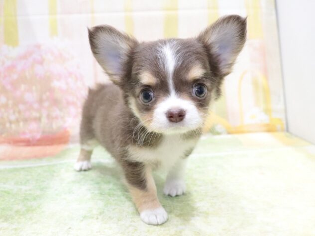 大阪府のチワワ(ロング) (アミーゴ鳳店/2026年2月9日生まれ/女の子/チョコレートタンホワイト)の子犬の3枚目の画像