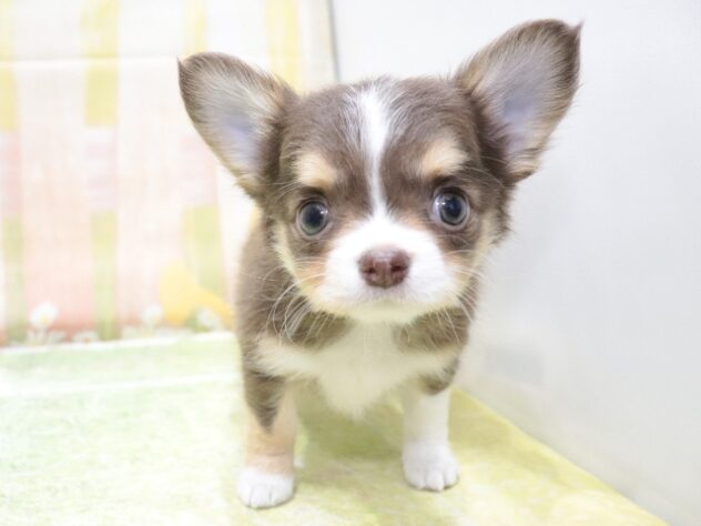 大阪府のチワワ(ロング) (アミーゴ鳳店/2026年2月9日生まれ/女の子/チョコレートタンホワイト)の子犬の4枚目の画像