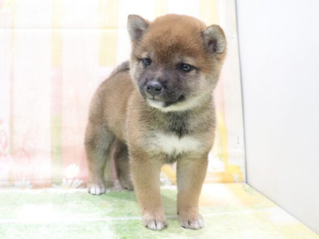 大阪府の豆柴 (アミーゴ鳳店/2026年2月10日生まれ/女の子/赤)の子犬の2枚目の画像