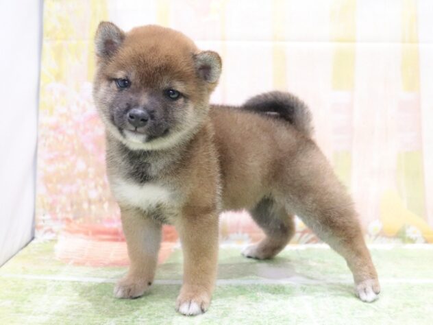 大阪府の豆柴 (アミーゴ鳳店/2026年2月10日生まれ/女の子/赤)の子犬の3枚目の画像