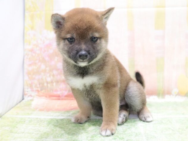 大阪府の豆柴 (アミーゴ鳳店/2026年2月10日生まれ/女の子/赤)の子犬の4枚目の画像