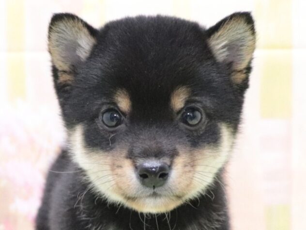 大阪府の豆柴 (アミーゴ鳳店/2026年2月7日生まれ/男の子/黒)の子犬の2枚目の画像